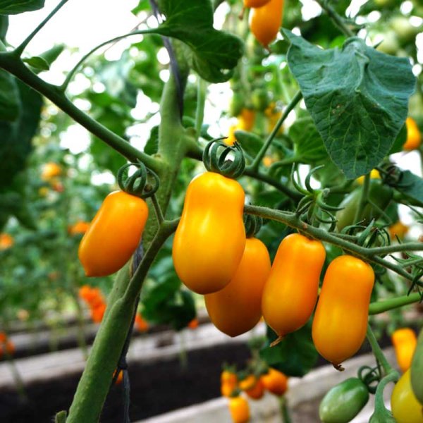 Zoomaa kuva kohteesta Tomato Plommontomat 'Taiko'