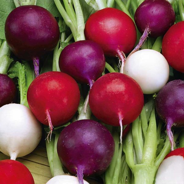 Zoom bilde av Reddik 'Riesen Von Aspern Viola Sniežka'