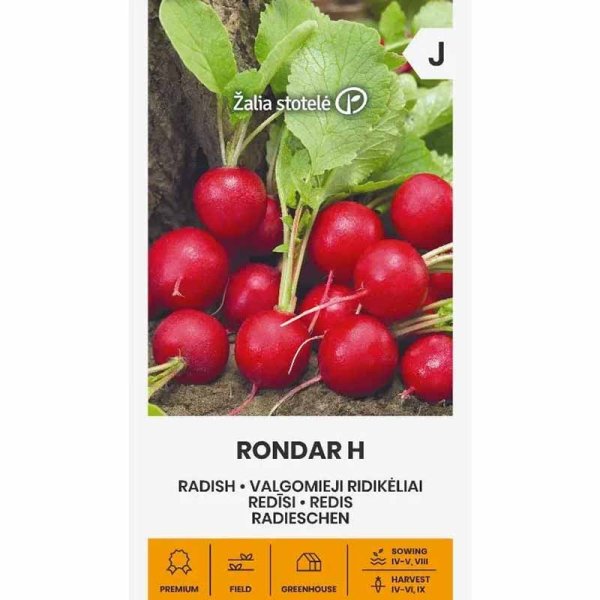 Zoomaa kuva kohteesta Retiisi 'Rondar' H