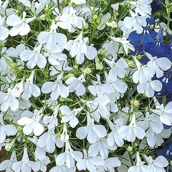 Zoomaa kuva kohteesta Lobelia 'White Cascade'