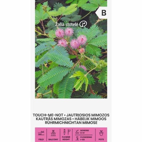 Zoom bilde av Sensitive plante