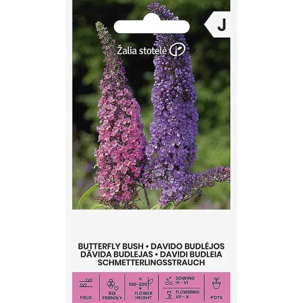Zoomaa kuva kohteesta Syreenibuddleja