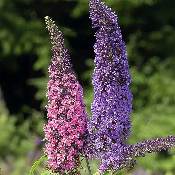 Zoomaa kuva kohteesta Syreenibuddleja