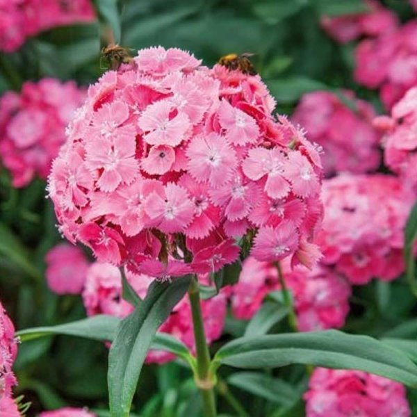 Zoomaa kuva kohteesta Harjaneilikka 'Pink Beauty'