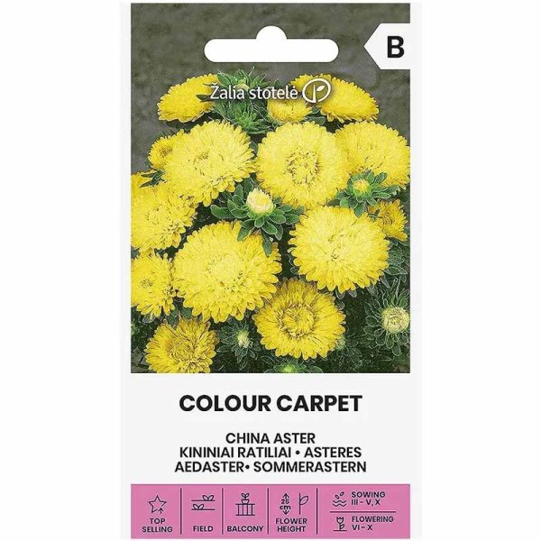 Zoomaa kuva kohteesta Kesäasteri 'Colour Carpet' Keltainen