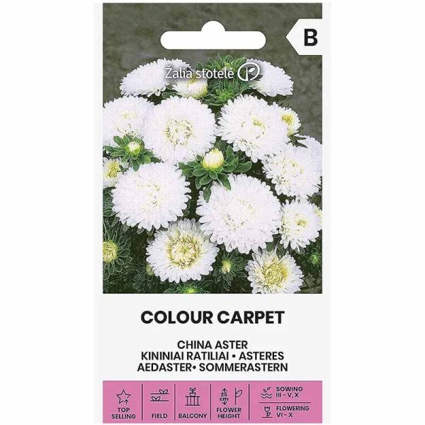 Zoomaa kuva kohteesta Kesäasteri 'Colour Carpet' Valkoinen