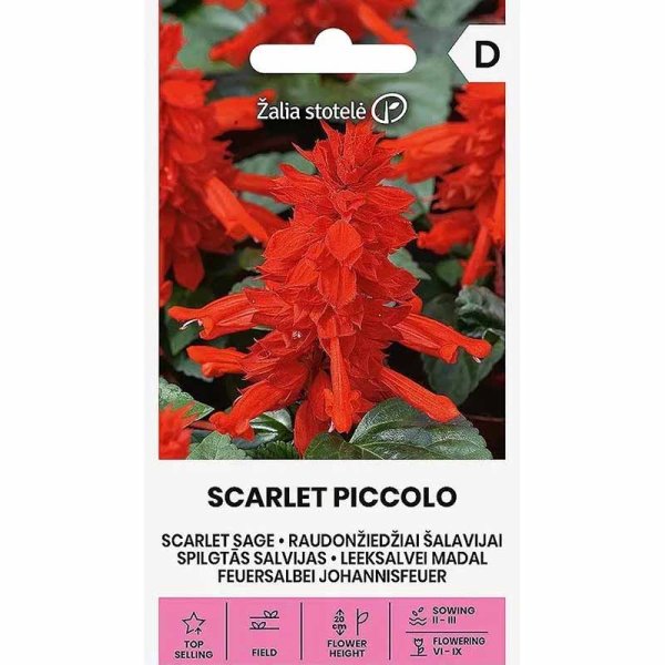Zoomaa kuva kohteesta Loistosalvia 'Scarlet Piccolo'