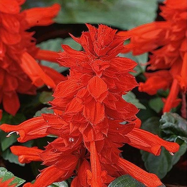 Zoomaa kuva kohteesta Loistosalvia 'Scarlet Piccolo'