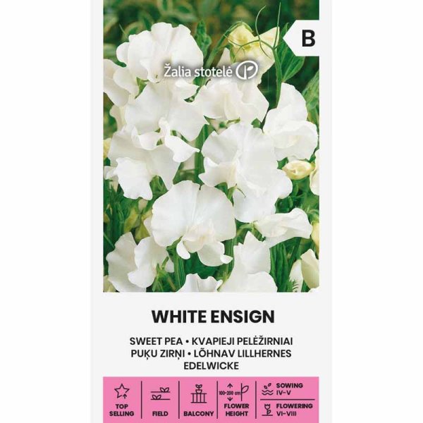 Zoomaa kuva kohteesta Tuoksuherne 'White Ensign'