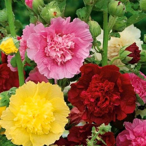 Zoomaa kuva kohteesta Hollyhock 'Summer Carnival'