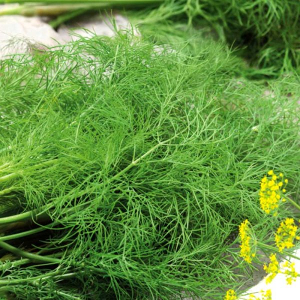 Zoom bilde av Dill 'Common'