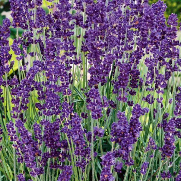 Zoomaa kuva kohteesta Lavender 'English'