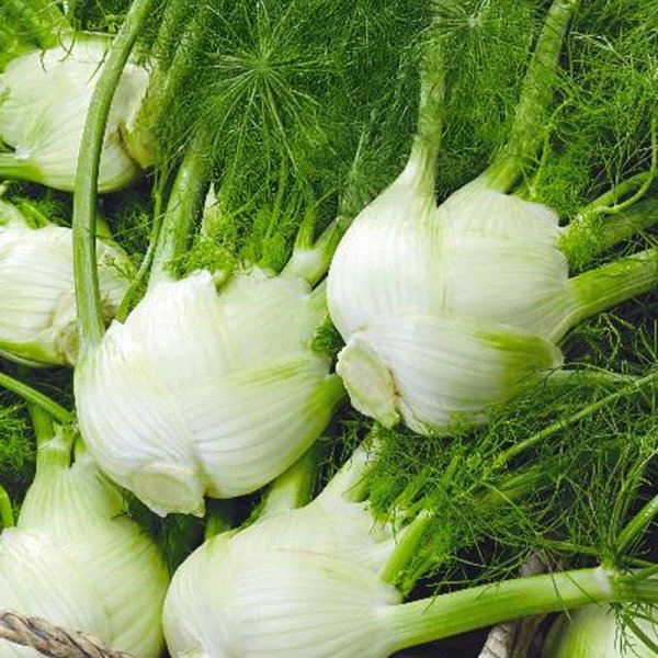 Zoomaa kuva kohteesta Fenkoli 'romanesco'