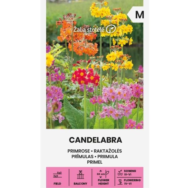Zoomaa kuva kohteesta Candelabra Primula
