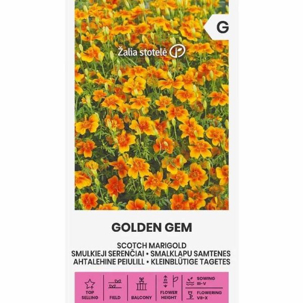 Zoomaa kuva kohteesta Samettikukka 'Golden Gem'