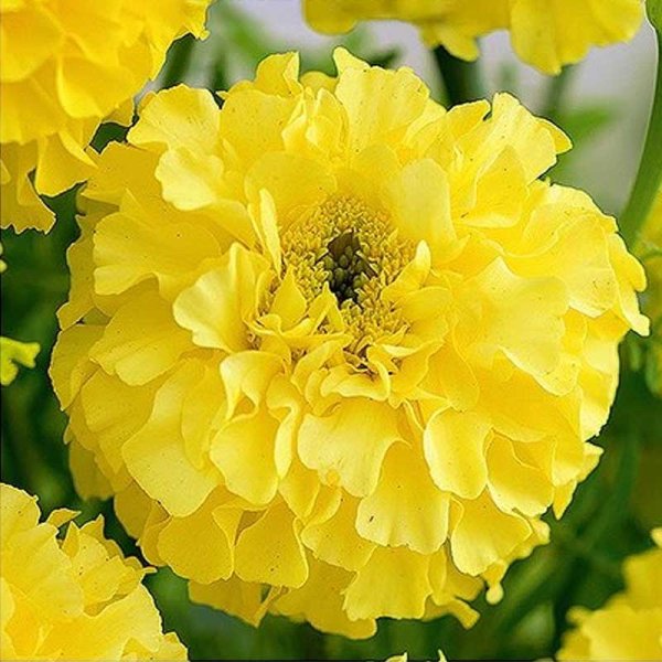 Zoomaa kuva kohteesta Isotsinnia tagetes 'Calendo lemon'