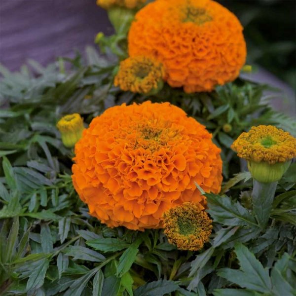Zoomaa kuva kohteesta Marigold 'Clinton'