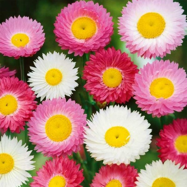 Zoom bilde av Evighetsblomst