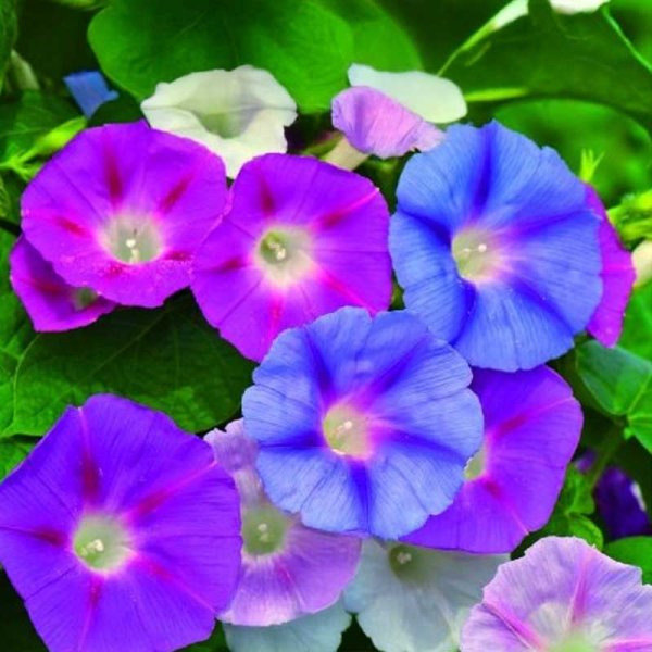 Zoomaa kuva kohteesta Morning Glory