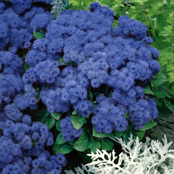 Zoomaa kuva kohteesta Ageratum 'Blue Ball'