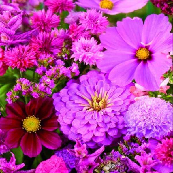 Zoomaa kuva kohteesta Flower Blend 'Pink-Red'