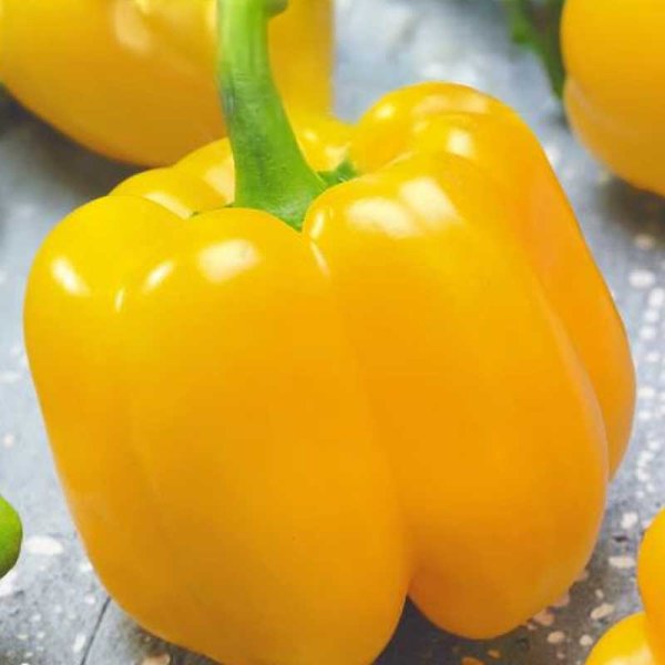 Zoomaa kuva kohteesta Bell Pepper 'Quadrato d'asti giallo'