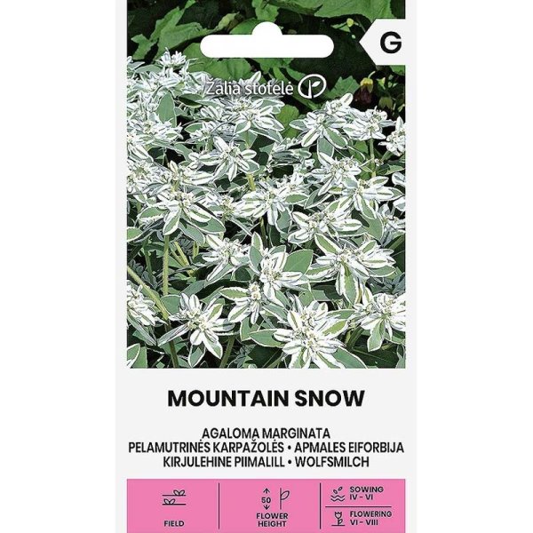 Zoom bilde av Broket Vortemelk 'Mountain snow'