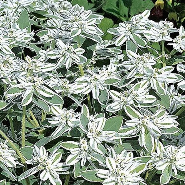 Zoom bilde av Broket Vortemelk 'Mountain snow'