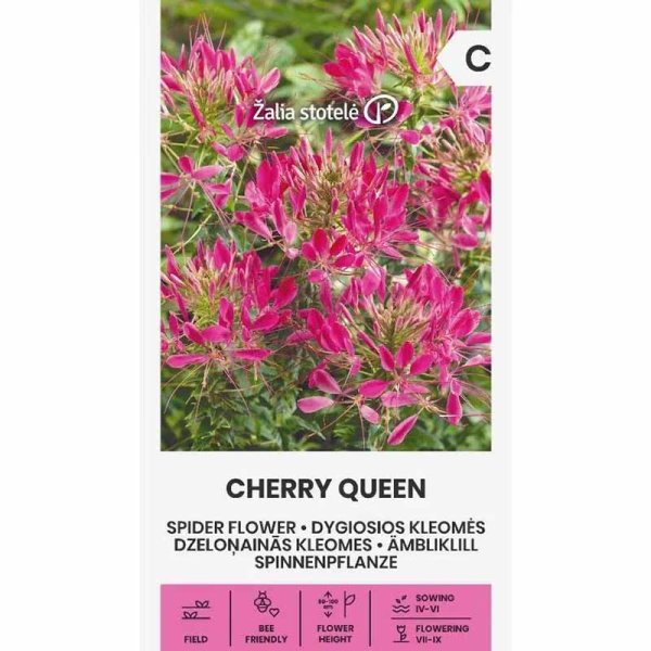 Zoomaa kuva kohteesta Hämähäkkikukka 'Cherry Queen'