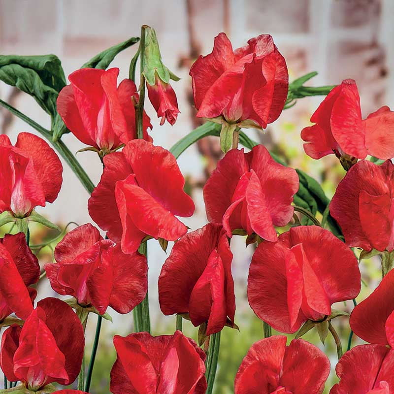 Duftert 'Royal Scarlet'