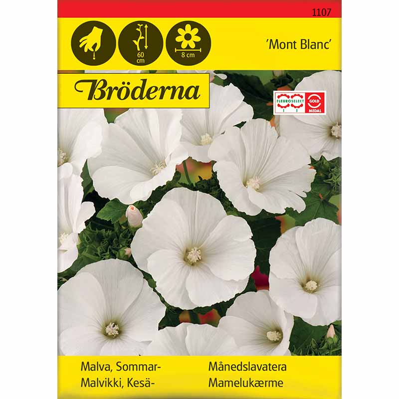 Sommerklokke 'Mont Blanc'