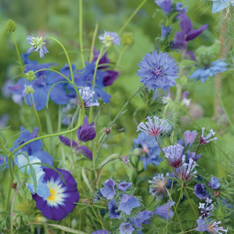 Kesäkukkasekoitus 'Blue Shades'