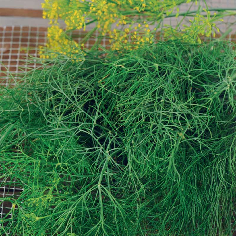 Dill 'Como'