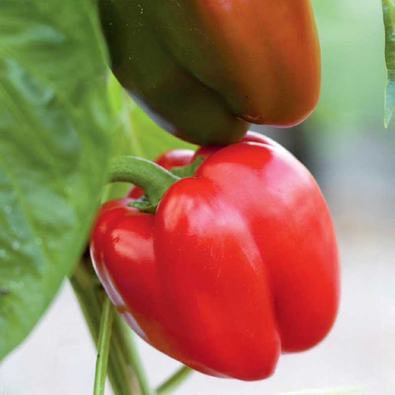 Paprika 'Olly'F1