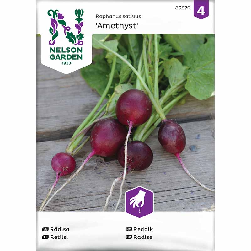 Retiisi 'Amethyst'
