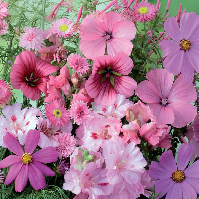Kesäkukat 'Pink Shades'