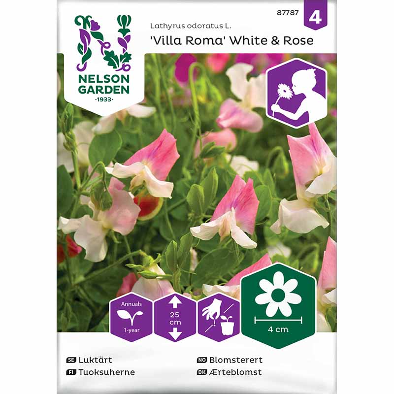 Tuoksuherne 'Villa Roma' White & Rose