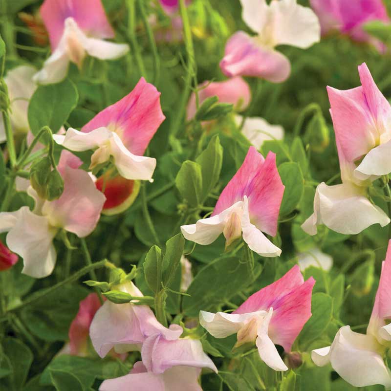 Tuoksuherne 'Villa Roma' White & Rose