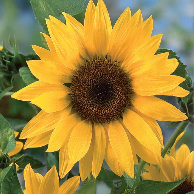 Jättiauringonkukka 'Uniflorus'