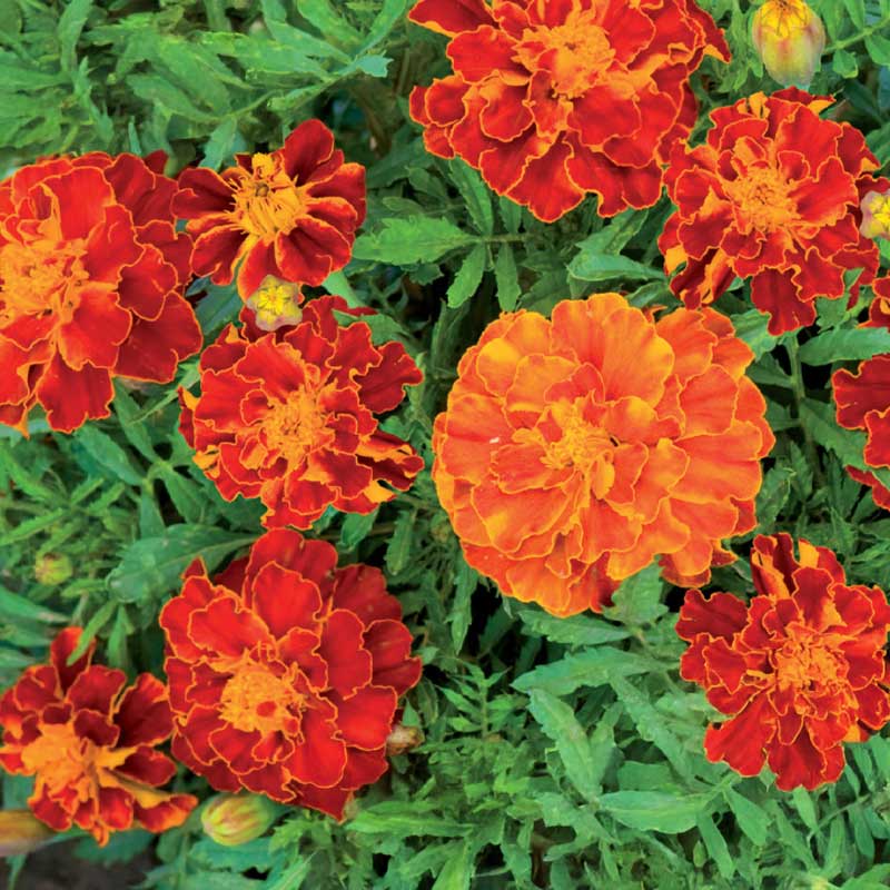 Samettikukka 'Carmen'