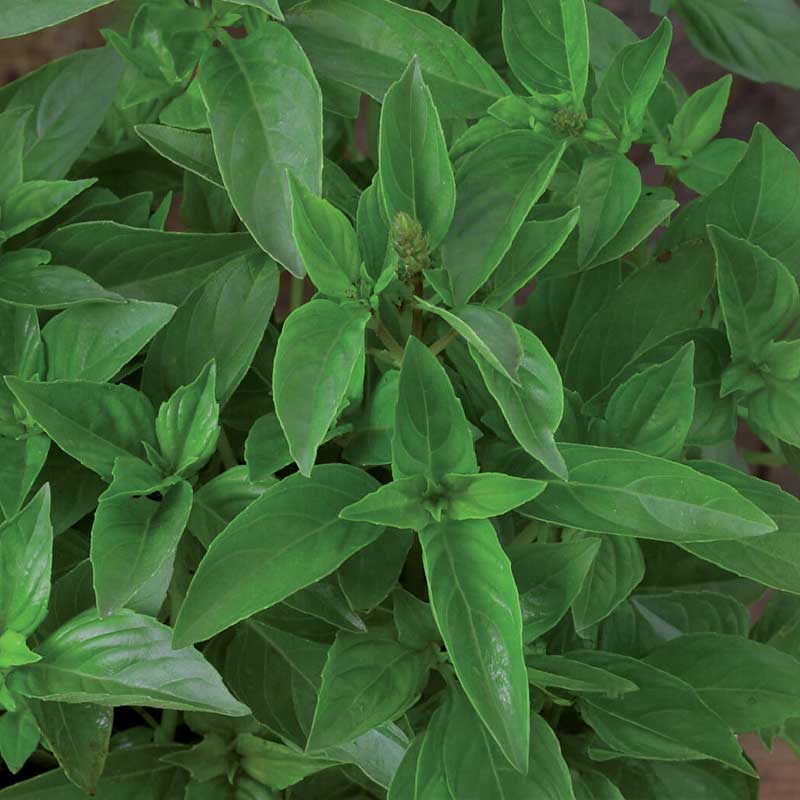 Sitruunabasilika 'Lemon scent'