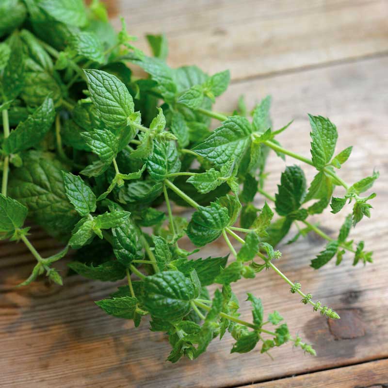 Piparminttu 'Multimentha'