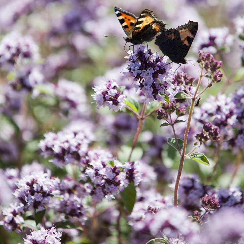 Oregano / Oregano