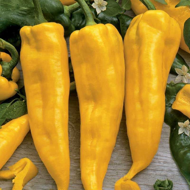 Paprika 'Astor'F1