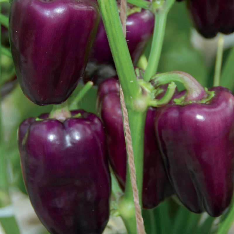 Välipalapaprika 'Snacking Purple'