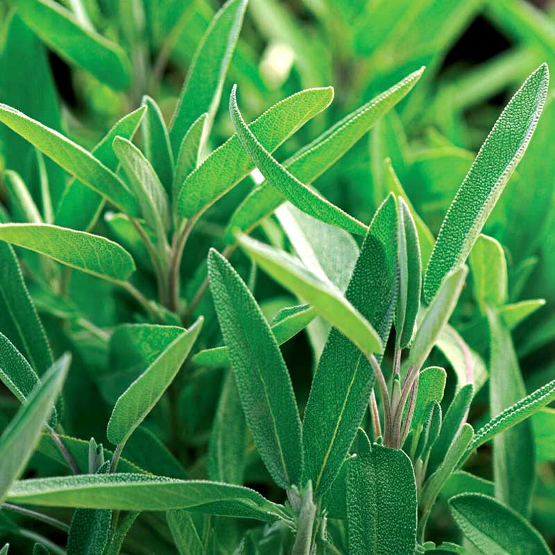 Maustesalvia