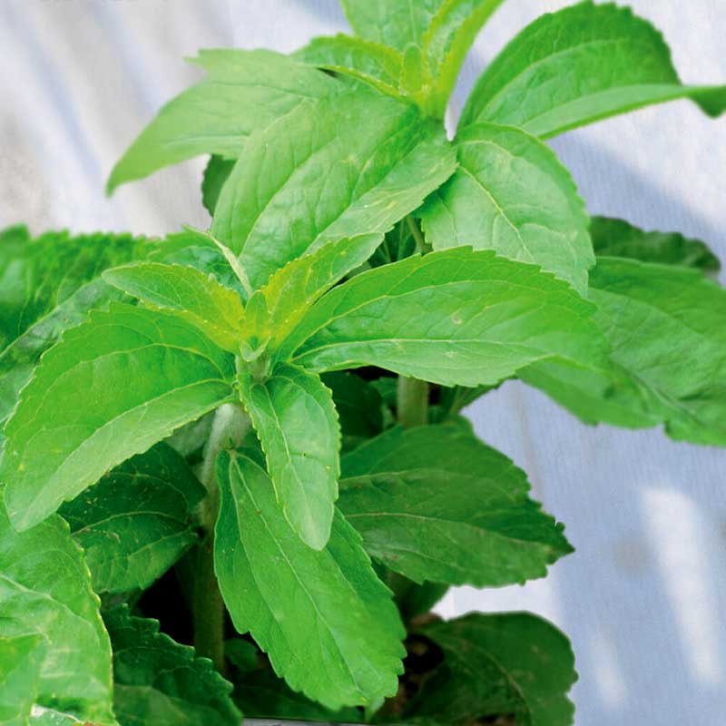Makeayrtti / Stevia
