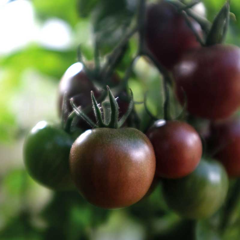 Tomat 'Black Cherry'