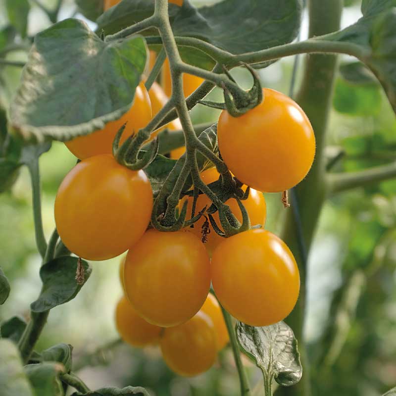 Tomaatti 'Golden Pearl' F1