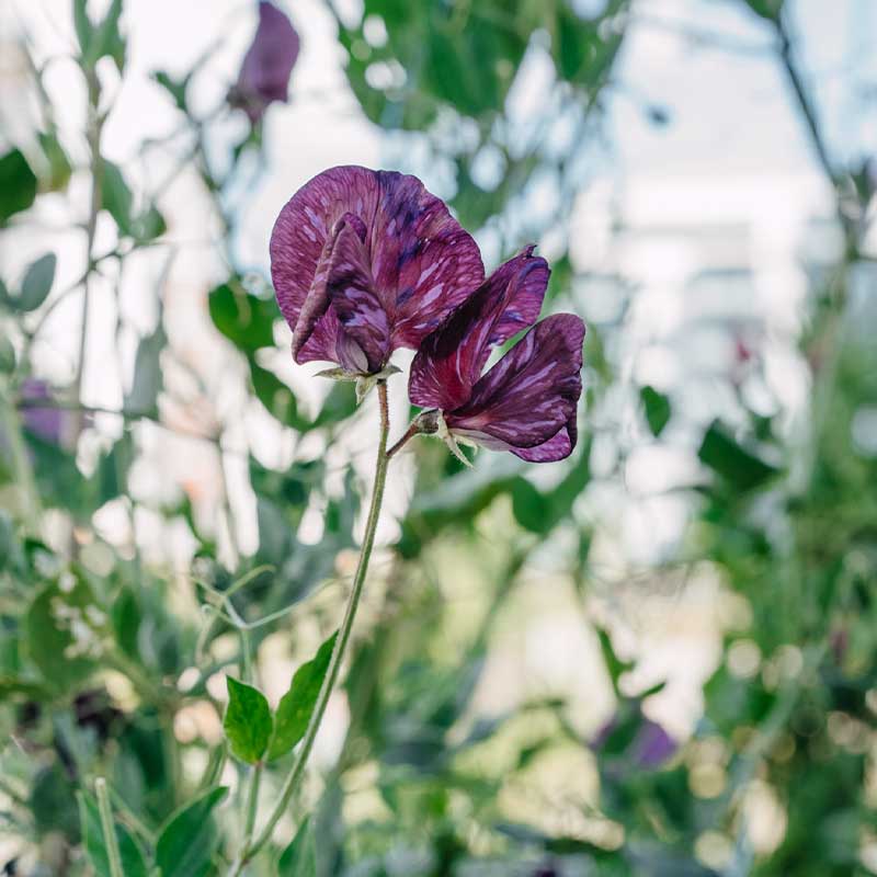 Tuoksuherne 'Old Spice Mix'